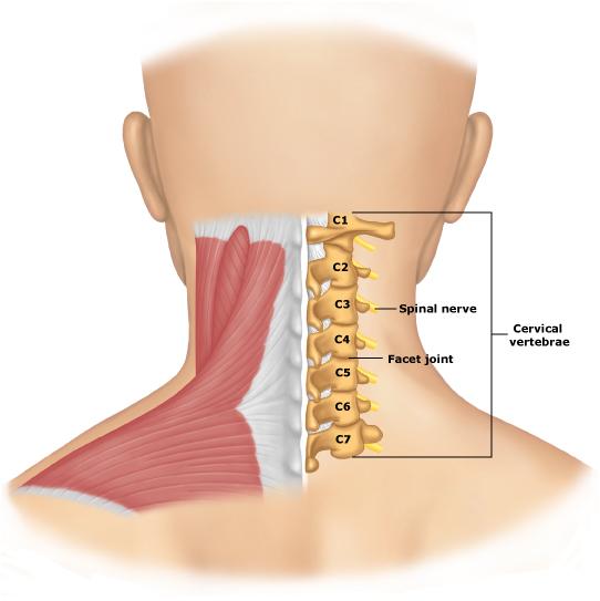 cervical-spine-surgery-recovery-cervical-spine-surgery-video-cervical-spine-surgery-complications-cervical-spine-surgery-success-rate